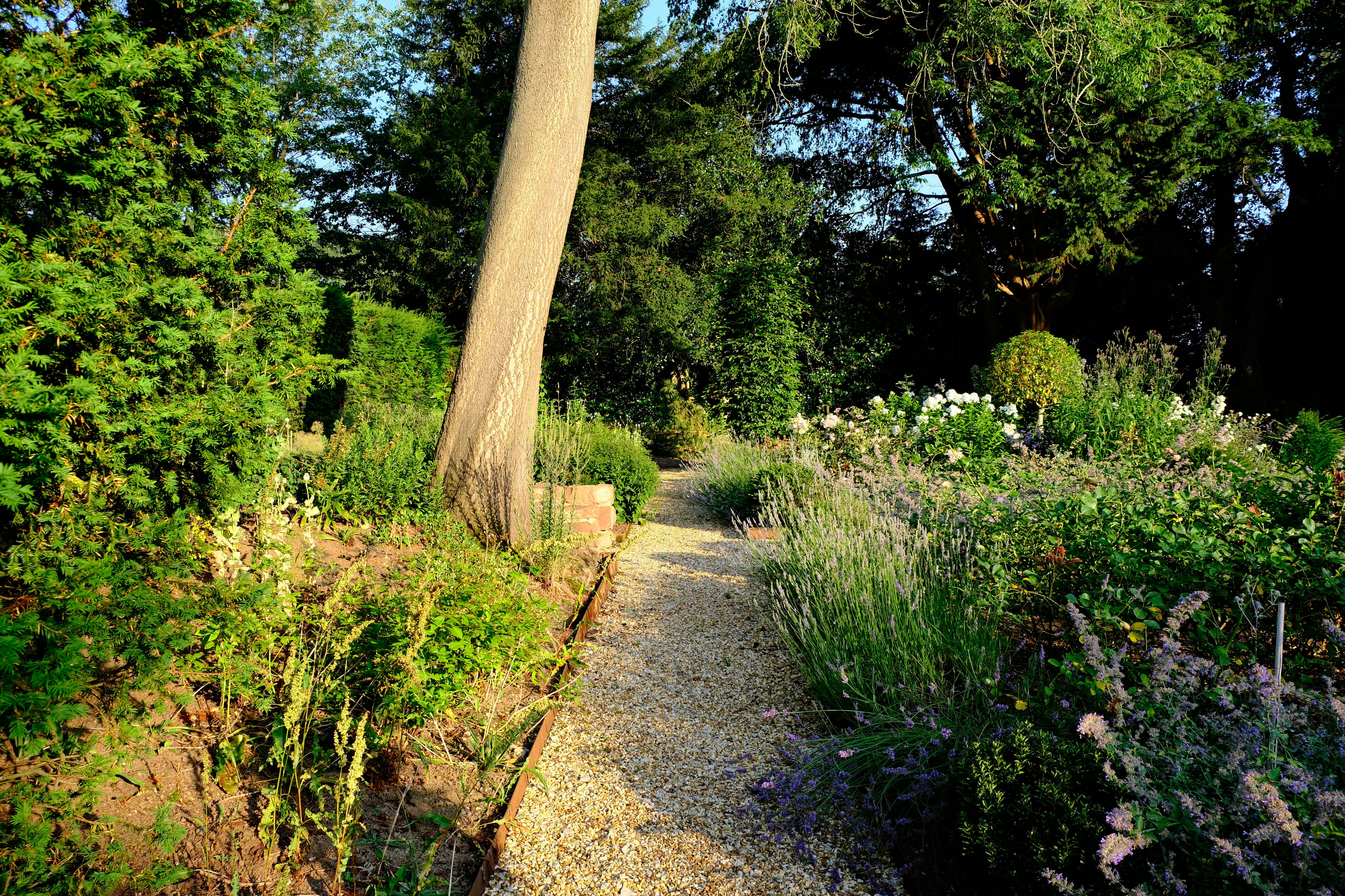 The lavender walk